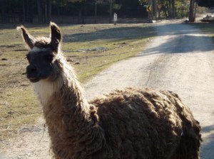 smiling llama